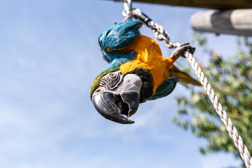 Blue and yellow macaw close-up portrait in sunlight, Ara ararauna