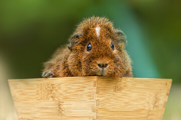 Cute brown guinea pig resting in a wooden box with a soft green blurred background. Close-up portrait in natural light.