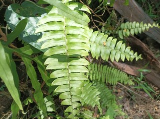 Green fern leaves growing under natural sunlight in a humid tropical environment, showing fresh foliage texture and beautiful natural patterns.