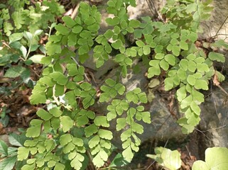 iFresh green fern leaves growing in the wild with unique shapes and symmetry, beautifully lit by natural forest sunlight.