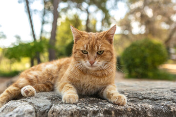 A red tabby domestic cat (Felis catus) relaxes on a stone wall outdoors, bathed in soft evening sunlight, surrounded by greenery and a peaceful natural background.
