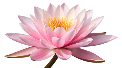 Pink Water Lily PNG – Realistic Lotus Flower Isolated on Transparent Background