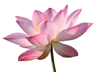 Pink Water Lily PNG – Realistic Lotus Flower Isolated on Transparent Background