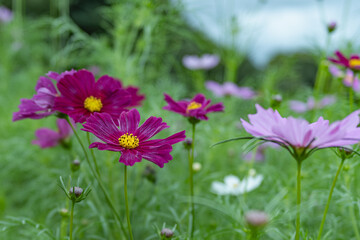 Obraz premium 秋桜