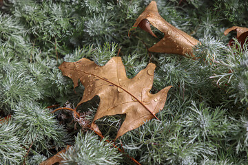 Closeup of brown oak leaves with raindrops on green foliage, daytime, nobody