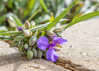 Purple smooth spiderwort in a garden on paving stones, sunshine, macro, closeup, nobody