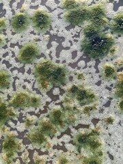lichen on stone