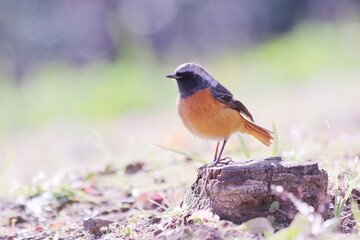 地面に降りたジョウビタキ