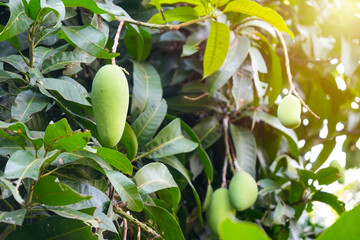 Mango tree and raw mangoes, fresh nature plant wallpaper background natural leaves