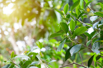 Green leaves with morning sunlight, fresh start happy day background wallpaper, avocado tree
