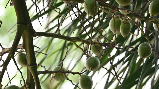 Bactris gasipaes fruits in the tree. Its common names Chontaduro fruit and Peach Palm fruit. It is a species of&nbsp;palm&nbsp;native to the&nbsp;tropical forests&nbsp;of&nbsp;Central&nbsp;and&nbsp;South America. Raw or green fruits. 