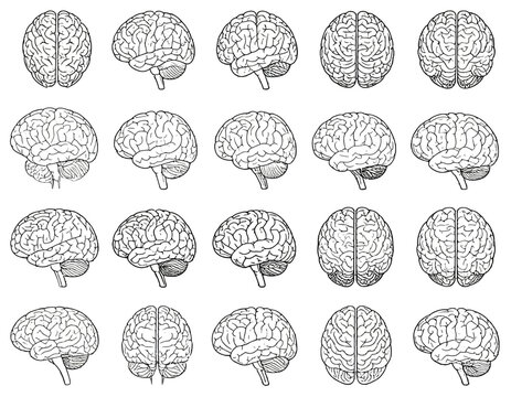 A schematic visual of the human brain shown from multiple perspectives in outline form
