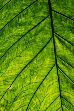 Textura natural de hoja verde tropical iluminada por la luz del sol