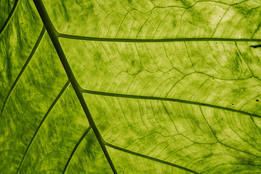 Detalle macro de una hoja verde tropical con nervaduras iluminadas por la luz natural