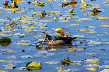 Feathered moments at Burnaby Lake Park,. Burnaby, BC, Canada