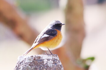 杭に止まるジョウビタキ