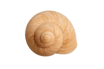 Snail shell with spiral pattern on transparent background