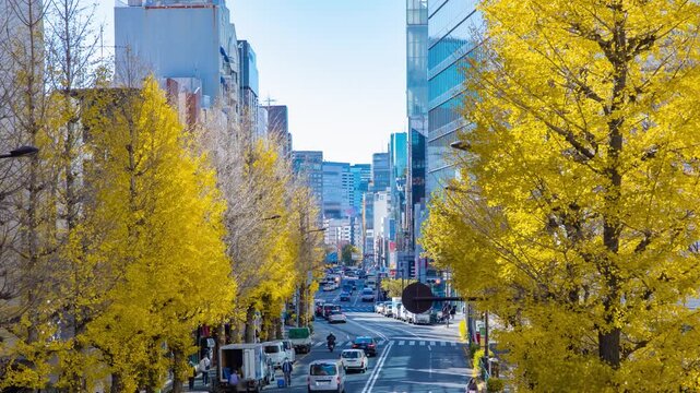 A timelapse of traffic jam at city street with yellow leaves in Harajuku Tokyo