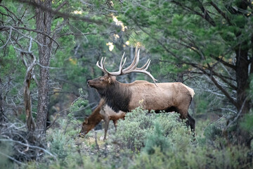 animal, wildlife, mammal, nature, wild, grass, forest, brown, green, trees, animals, outdoors, woods, cow, female, elk, adult, wilderness, trees, pine, 