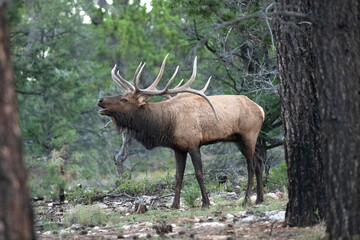 animal, wildlife, mammal, nature, wild, grass, forest, brown, green, trees, animals, outdoors, woods, cow, female, elk, adult, wilderness, trees, pine, 