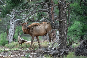 two adult elk cows in timber forest