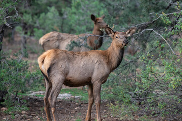 two adult elk cows in timber forest