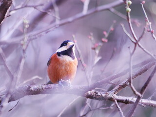梅の枝に止まるヤマガラ
