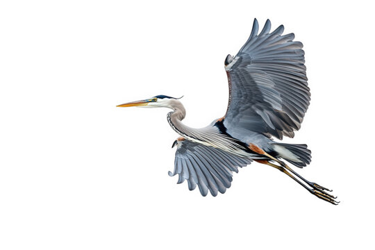 A great blue heron soars through the sky isolated on transparent background, its wings spread wide, showcasing its impressive size and elegant flight