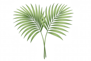 Green tropical palm fronds illustration, creating a natural botanical border or decorative design element on transparent background