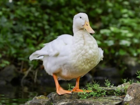 White duck dancing, transformed from photo to video using Openart (kling)