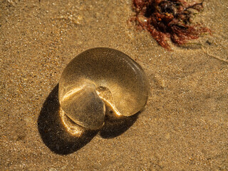 Horseshoe Fish Eggs On Beach