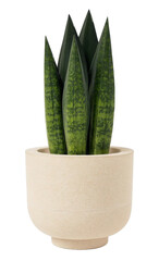 snake plant in pot isolated on white background.