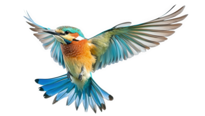 A vibrant european beeeater, isolated on transparent background, takes flight with its wings spread wide, showcasing its colorful plumage and graceful movement