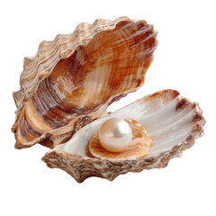 opened seashell with pearl isolated [Transparent Background PNG].