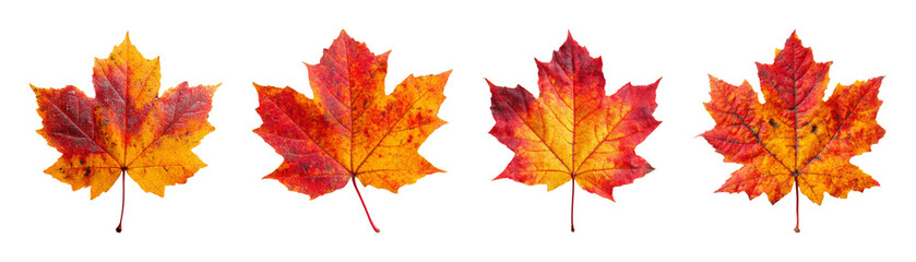 Fototapeta premium Vibrant Autumn Maple Leaves with Diverse Red, Orange, and Yellow Hues PNG set with transparent background