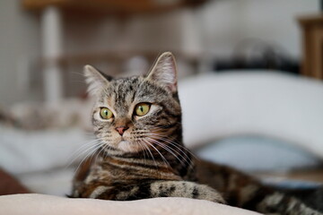 A British Shorthair cat relaxing in the living room