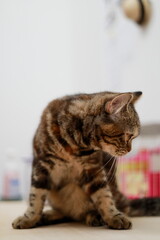 A British Shorthair cat that catches my eye