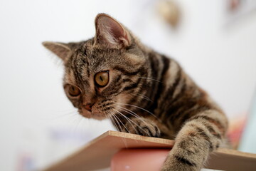 A British Shorthair cat that spotted its prey