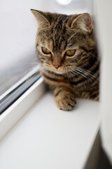 A British Shorthair cat relaxing by the window