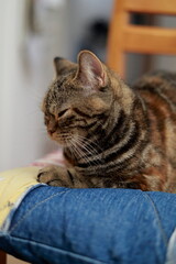 A sleepy cat on the sofa