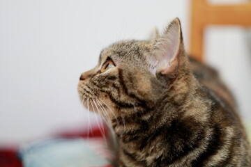 British cat with beautiful eyes