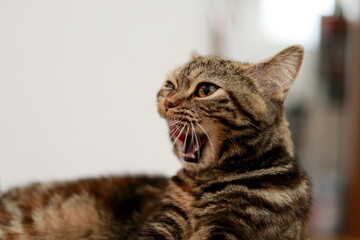 A British Shorthair cat with a surprised expression