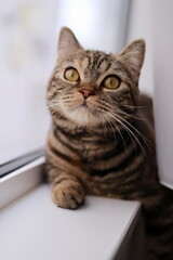 British Shorthair Cat Watching the Update