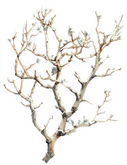 Fototapeta premium Watercolor painting, in neutral pastel colors, of an elegant and simple succulent plant in the shape of birch tree branches, isolated on a white background.