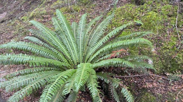 Slow Pan Over Fern Plant on Mossy Forest Slope