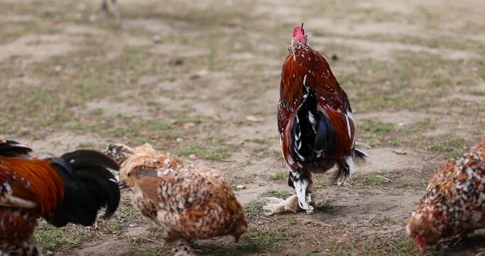 small young chickens with plumage on the territory of the park, colorful chickens in search of food on the territory with trampled grass