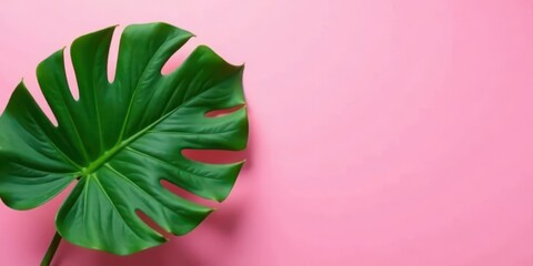 Obraz premium Vibrant Green Tropical Leaf on a Soft Pink Background, Perfect for Summer Designs and Nature-Inspired Projects