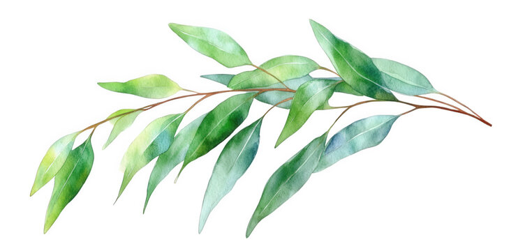 Elegant watercolor eucalyptus branch isolated on transparent background, featuring soft green hues and delicate details, ideal for botanical art and natureinspired designs