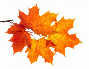 Obraz premium Folhagem isolada, folhas de bordo de outono. 