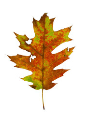 single real red oak leaf isolated on white background
